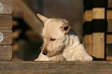 SCOTTISH TERRIER 168